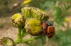 Adonis' Ladybird 