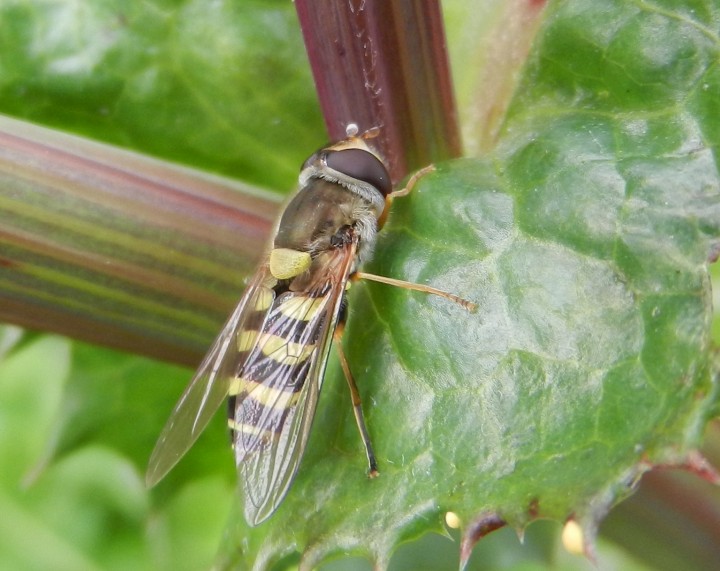 Syrphus vitripennis female Copyright: Roger Payne