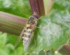 Syrphus vitripennis female