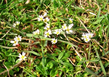 Common Whitlow Grass Copyright: Graham Smith