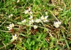 Common Whitlow Grass  