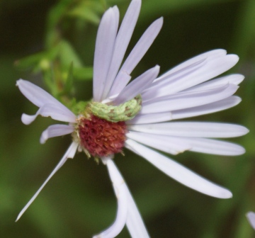 larva feeding on Michaelmas Daisy petals Copyright: Robert Smith