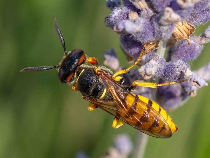 Bee Wolf Philanthus triangulum 6th July 2018 Copyright: Alan Shearman