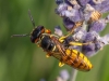 Bee Wolf Philanthus triangulum 6th July 2018 