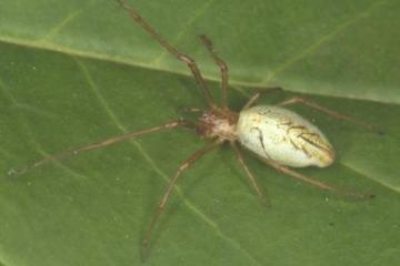 Tetragnatha pinicola Copyright: Peter Harvey