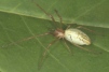 Tetragnatha pinicola Copyright: Peter Harvey