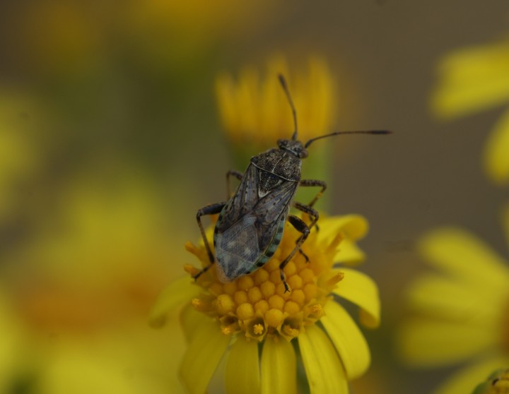 Stictopleurus punctatonervosus 2 Copyright: Robert Smith