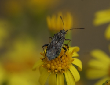 Stictopleurus punctatonervosus 2 Copyright: Robert Smith