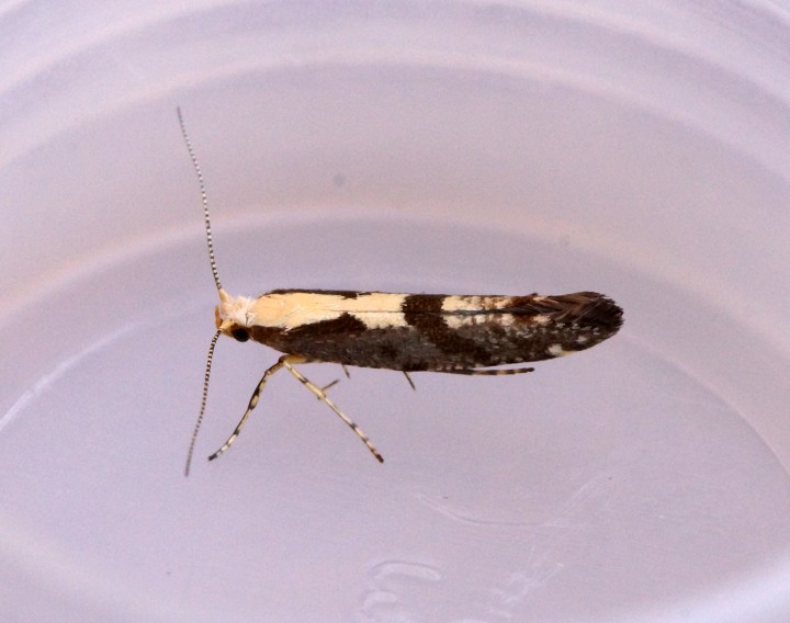 Argyresthia conjugella 2 Copyright: Ben Sale