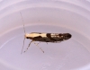 Argyresthia conjugella 2