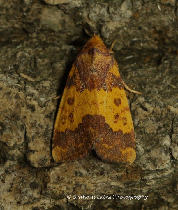 Barred Sallow Tiliacea aurago Copyright: Graham Ekins