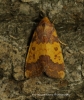 Barred Sallow Tiliacea aurago