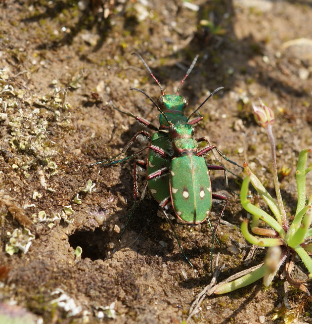 GTB mating Copyright: Robert Smith