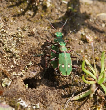 GTB mating Copyright: Robert Smith