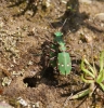 GTB mating Copyright: Robert Smith