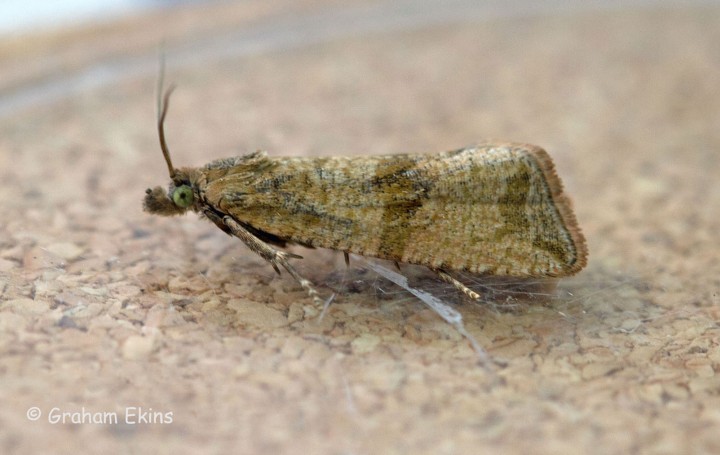 Celypha striana 7 Copyright: Graham Ekins