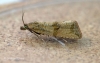 Celypha striana 7 Copyright: Graham Ekins