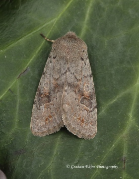 Orthosia populeti Lead-coloured Drab 4 Copyright: Graham Ekins