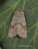 Orthosia populeti Lead-coloured Drab 4