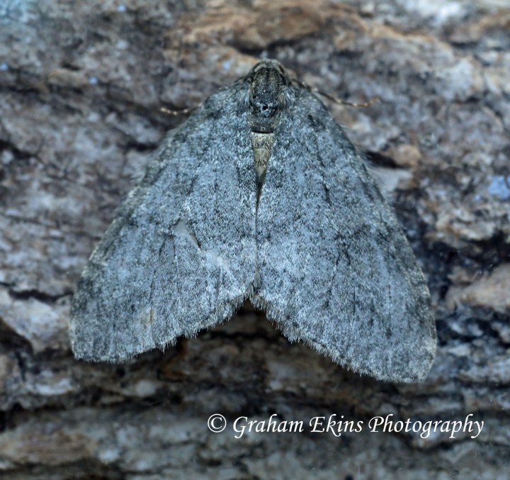 Epirrita autumnata     Autumnal Moth GD Copyright: Graham Ekins