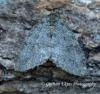 Epirrita autumnata     Autumnal Moth GD Copyright: Graham Ekins