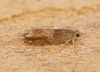 Epinotia tenerana 1