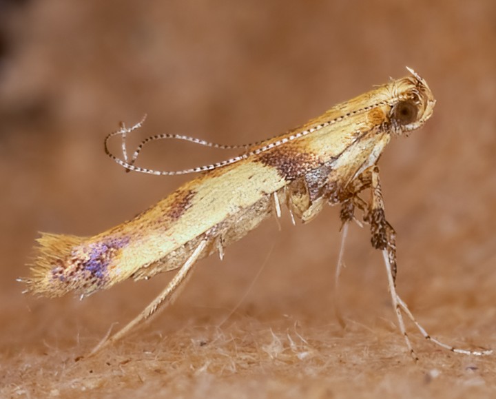 Caloptilia honoratella 01-08-2021 Copyright: Bill Crooks