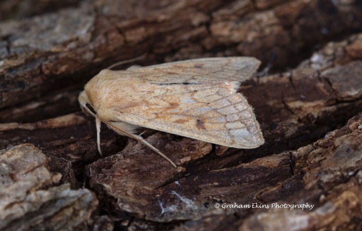 Delicate  Mythimna vitellina Copyright: Graham Ekins