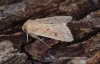 Delicate  Mythimna vitellina