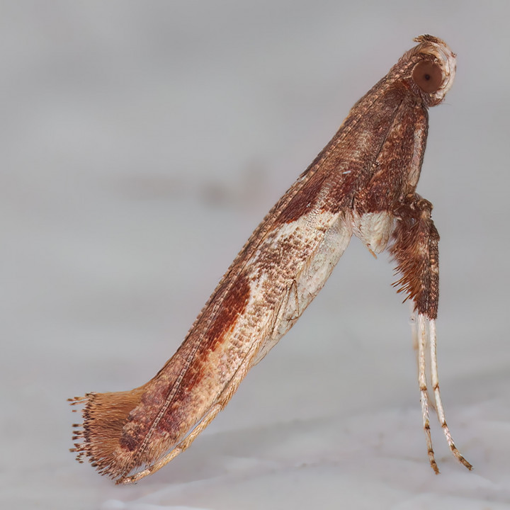 Caloptilia fidella 19-05-2023 Copyright: Bill Crooks