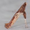 Caloptilia fidella 19-05-2023 Copyright: Bill Crooks