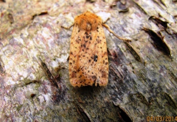 Dotted Chestnut 3 Copyright: Graham Smith