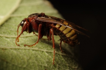 C.connatus side view Copyright: James Northfield