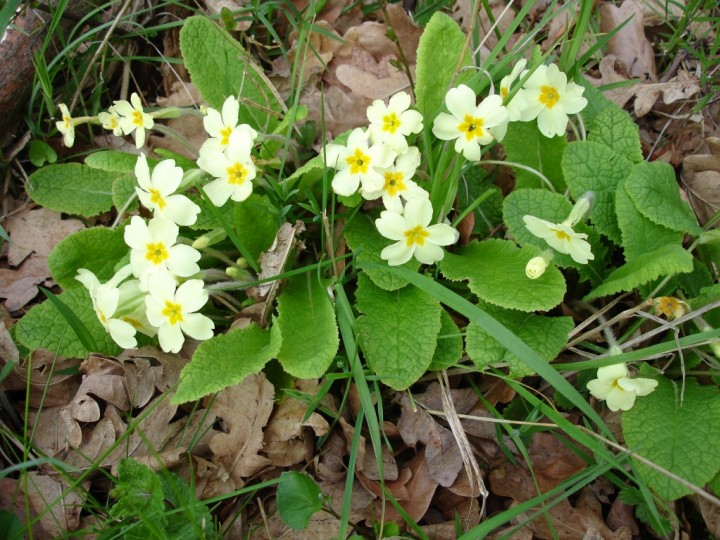 Primula vulgaris Copyright: Graham Smith