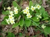 Primula vulgaris 