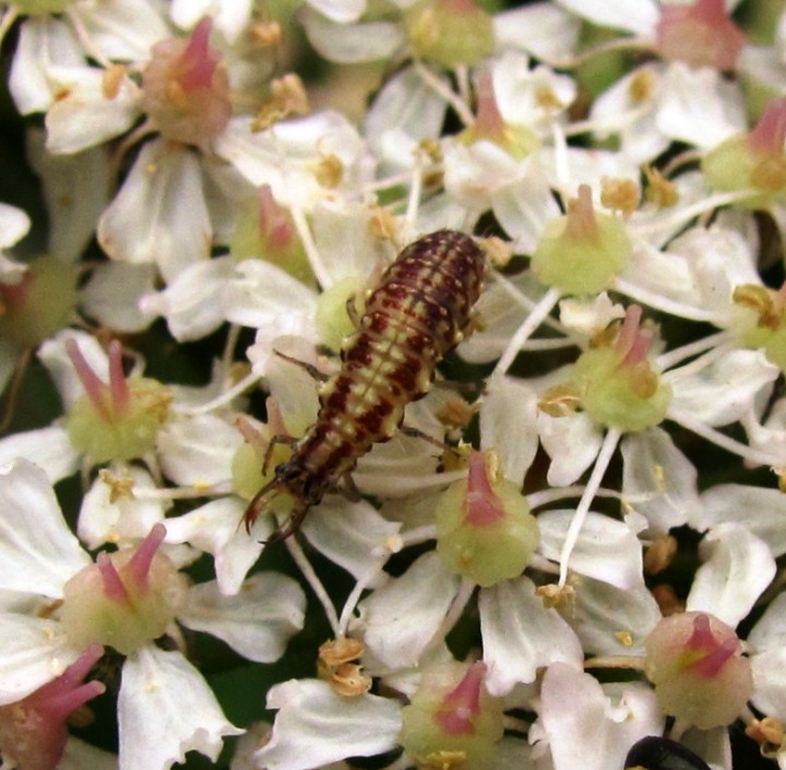 Mystery insect 2 Copyright: Graham Smith