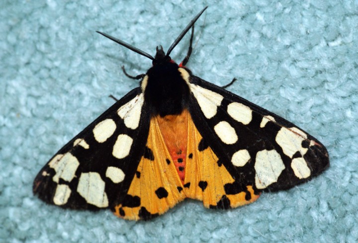 Cream-spot Tiger Moth Copyright: Ben Sale