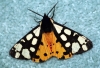 Cream-spot Tiger Moth