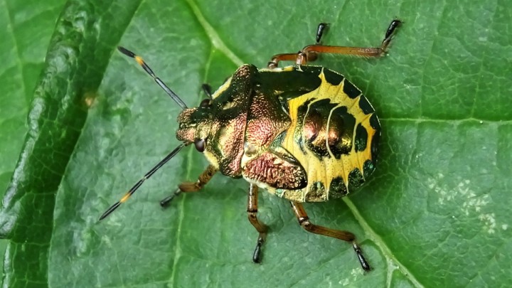 Bronze Shieldbug final instar Copyright: Raymond Small