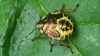 Bronze Shieldbug final instar 