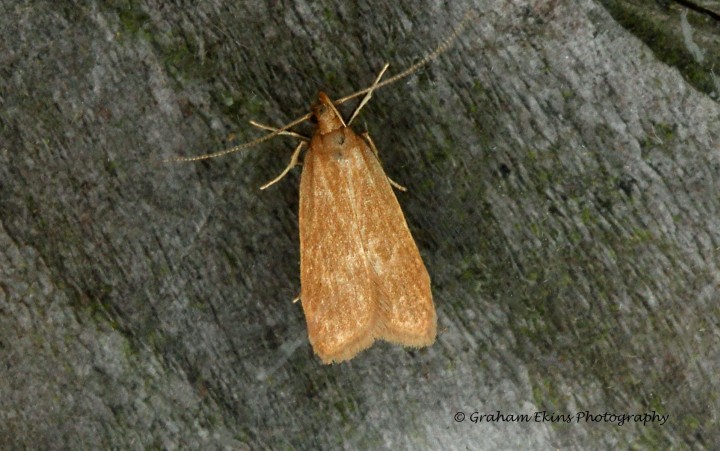 Helcystogramma rufescens  2 Copyright: Graham Ekins