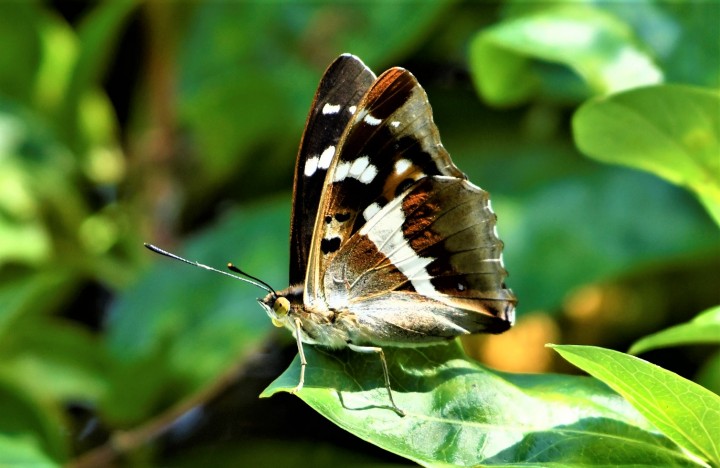 Purple Emperor Male Apatura iris Copyright: Colin Shields