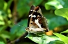 Purple Emperor Male Apatura iris 