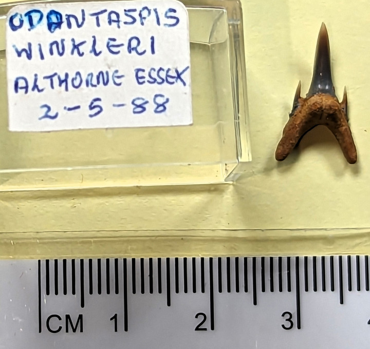 Odontaspis winkleri fossil shark tooth Copyright: William George