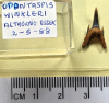 Odontaspis winkleri fossil shark tooth 