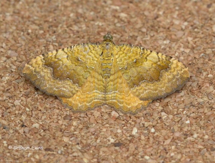 Yellow Shell  Camptogramma bilineata Copyright: Graham Ekins