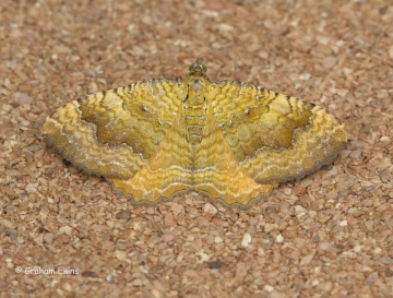 Yellow Shell  Camptogramma bilineata Copyright: Graham Ekins