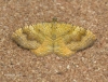 Yellow Shell  Camptogramma bilineata