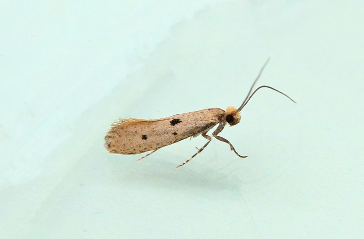 Tinea trinotella 4 Copyright: Graham Ekins