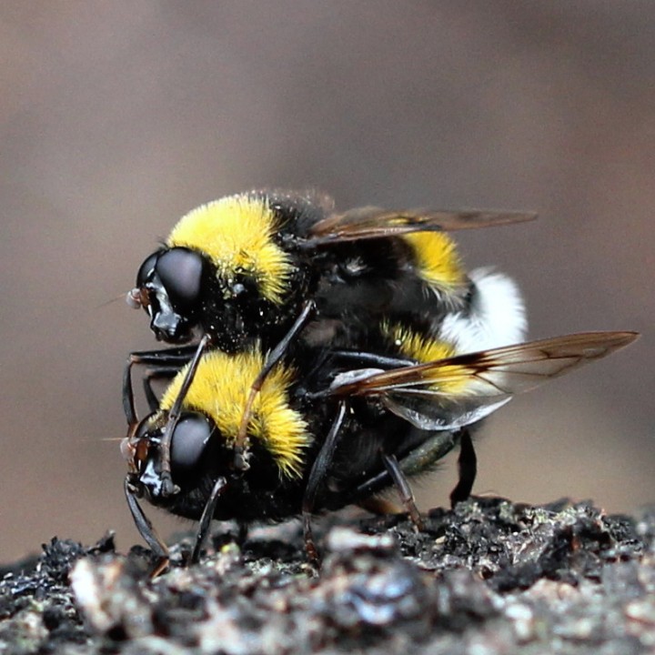 21st May 2014 Epping Forest Copyright: Jeremy Richardson